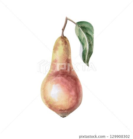 Whole pear with leaf. Isolated watercolor illustration of fruit for design of packages of juices, purees, baby food, jam, compotes, printing on posters and clothes. Whole pear with leaf. Isolated watercolor illustration of fruit for design of packages of juices, purees, baby food, jam, compotes, printing on posters and clothes. 129908302