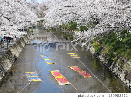 櫻花，岩倉市，櫻花節，五條川，愛知縣 129908311