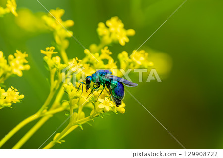 A giant stag beetle sucking nectar from a ominaeshi flower A giant stag beetle sucking nectar from a ominaeshi flower 129908722