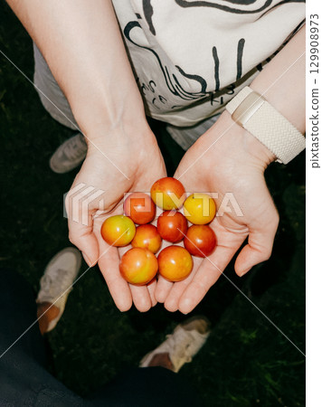 Woman wearing smartwatch holding freshly picked cherry plums, displaying ripe fruits vivid color and glistening surface against natural background. Woman holding handful of freshly picked cherry plums 129908973