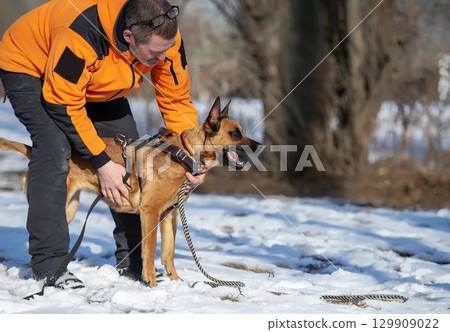 Winter Training: Handler and Belgian Malinois in Action 129909022