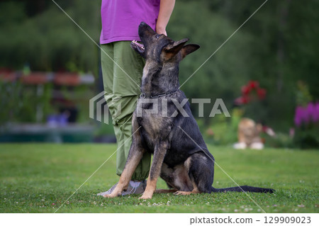 German Shepherd in Training: A Loyal Companion German Shepherd in Training: A Loyal Companion 129909023