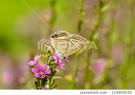 一隻燕尾蝶停在一朵粉紅色的花上 一隻燕尾蝶停在一朵粉紅色的花上 129909030