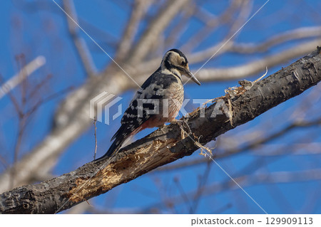 Great spotted woodpecker, female, autumn 129909113