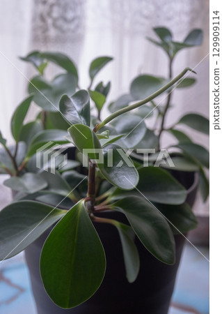Peperomia obtusifolia 129909114