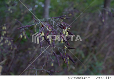 Sasa no Hana 129909116