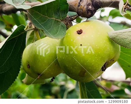 Green wormy apples hang on an apple tree branch Green wormy apples hang on an apple tree branch 129909180