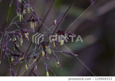 Sasa no Hana 129909351