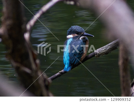 翠鳥夏天 129909352