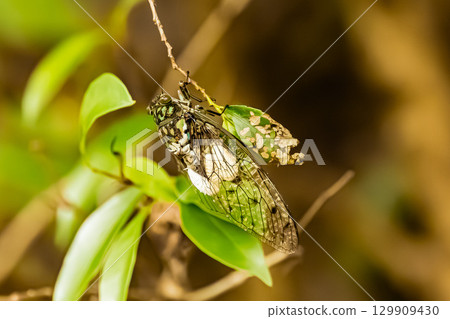 A cicada parasitized by a cicada parasite 129909430