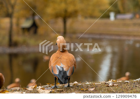 Brown duck standing by the waters edge in a serene autumn landscape 129909476