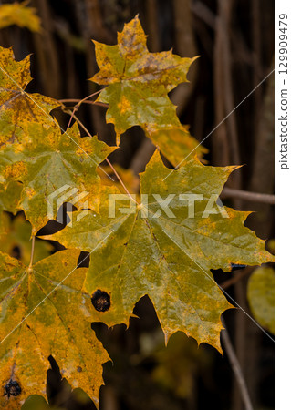 Colorful autumn maple leaves showcasing vibrant shades of yellow and green in a natural setting Colorful autumn maple leaves showcasing vibrant shades of yellow and green in a natural setting 129909479