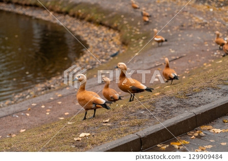 Colorful ducks walking along the bank near a pond in a serene park during autumn 129909484