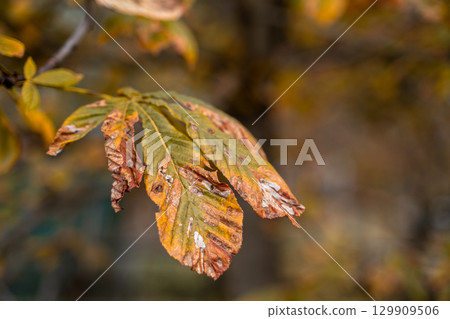 Close up view of autumn leaves showcasing vibrant colors and natural textures in a tranquil setting 129909506