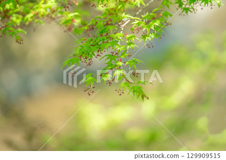 春天，日本楓樹的紅色花朵可愛地綻放 129909515