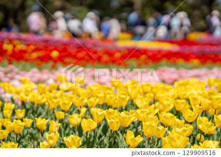 Tourists and blooming tulip fields at Kiso Sansen Park in spring in Kaizu City, Gifu Prefecture Tourists and blooming tulip fields at Kiso Sansen Park in spring in Kaizu City, Gifu Prefecture 129909516