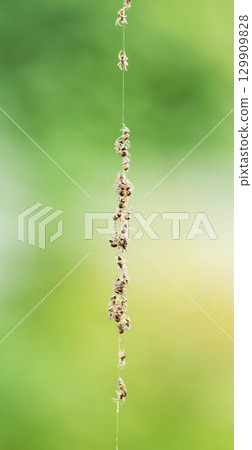 A brood of small spiders from a cocco nest in nature, macro 129909828