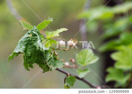 Currant berries frozen by frost on the bush in spring. Spring frost, close-up 129909999