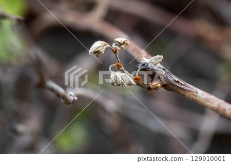 Dry leaves and branches of grapes frostbitten in spring, close-up Dry leaves and branches of grapes frostbitten in spring, close-up 129910001