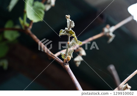 Dry leaves and branches of grapes frostbitten in spring, close-up Dry leaves and branches of grapes frostbitten in spring, close-up 129910002