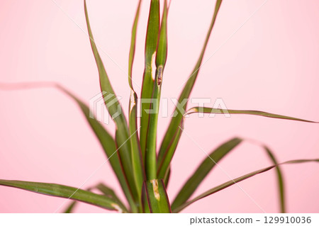 Dry spot on leaves of house plant. Plant disease, fungus, close-up 129910036