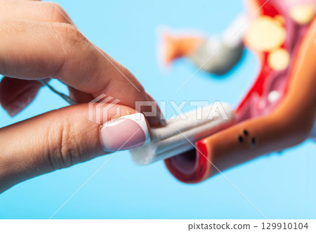 Close-up of a woman's hand inserting a sanitary tampon into a medical model of the female reproductive system. Absorption of menstrual discharge. Close-up of a woman's hand inserting a sanitary tampon into a medical model of the female reproductive system. Absorption of menstrual discharge. 129910104