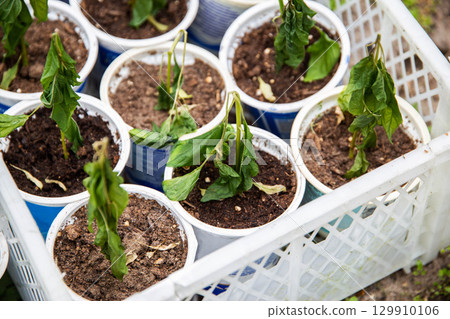 Frozen seedlings in cups for planting pepper plants. Frosts in spring, close-up Frozen seedlings in cups for planting pepper plants. Frosts in spring, close-up 129910106