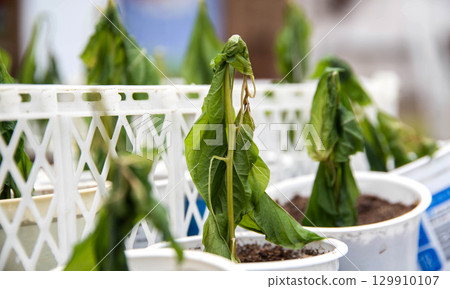Frozen seedlings in cups for planting pepper plants. Frosts in spring, close-up Frozen seedlings in cups for planting pepper plants. Frosts in spring, close-up 129910107