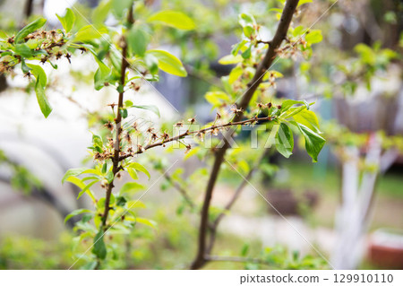 Frozen flowers of a fruit tree in spring. Frost in spring, damage to crops, copy space for text 129910110