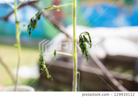 Frozen tomato plant before planting in the ground in spring, spring time. Copy space for text 129910112