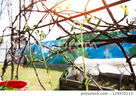 Frozen tomato plant before planting in the ground in spring, spring time Frozen tomato plant before planting in the ground in spring, spring time 129910113