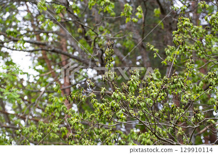 Frostbitten branches and leaves on an oak tree in the forest in spring, background 129910114