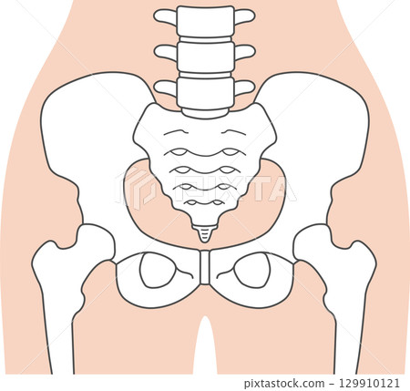 Female pelvis Female pelvis 129910121