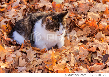 Cat on fallen autumn leaves in the park Cat on fallen autumn leaves in the park 129910122