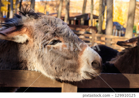 Donkey in a paddock on farmyard Donkey in a paddock on farmyard 129910125