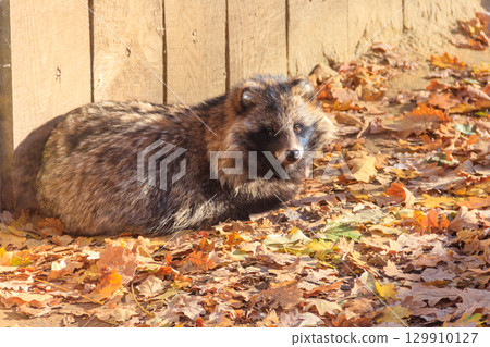 Common raccoon dog (Nyctereutes procyonoides), also called the Chinese or Asian raccoon dog 129910127