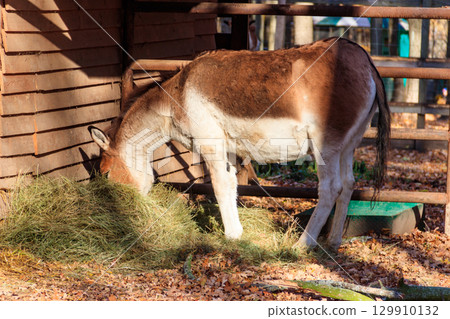 Kiang (Equus kiang), also known Tibetan wild ass, khyang and gorkhar 129910132