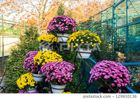 Colorful chrysanthemums flowers in pots in a park 129910136