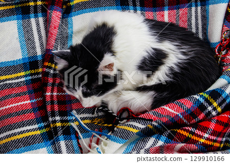 Cute lazy cat is lying on a checkered plaid 129910166