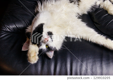 Young cat in a black leather armchair 129910205