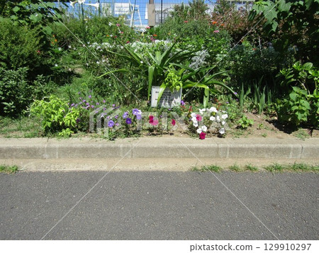 White, red, pink, and blue petinia flowers and purple verbena flowers 129910297