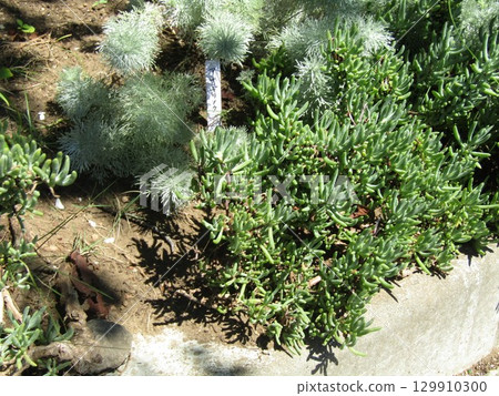 笛菊和栗草 笛菊和栗草 129910300