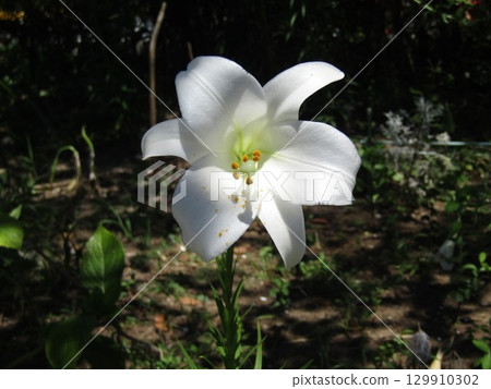 高砂百合的白花 高砂百合的白花 129910302