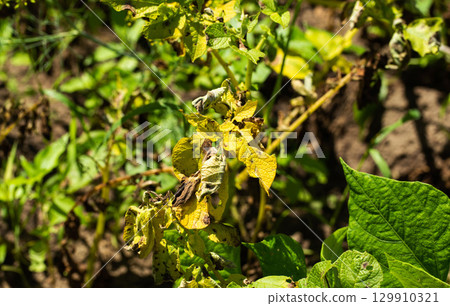 late blight disease on green potato tops, close-up late blight disease on green potato tops, close-up 129910321