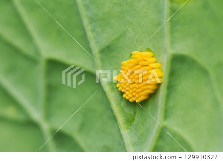 Yellow larvae on cabbage leaf of caterpillar or white butterfly pests, close-up 129910322