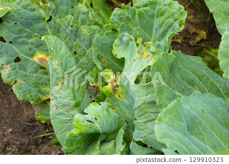 Holes in cabbage leaves after parasites of butterflies and caterpillars, close-up, background Holes in cabbage leaves after parasites of butterflies and caterpillars, close-up, background 129910323