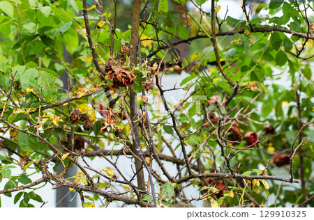 Dried flowers of red bush rose. Insufficient watering and improper acidic soil with pests, close-up, background Dried flowers of red bush rose. Insufficient watering and improper acidic soil with pests, close-up, background 129910325