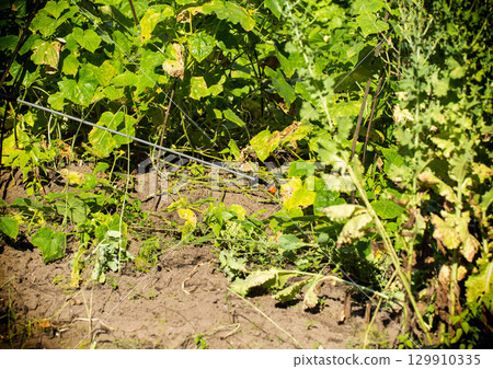 A telescopic fishing rod sprays cucumber plants at a summer cottage for feeding and growth stimulation, background. Copy space for text, permanganic acid 129910335