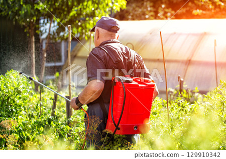 An elderly man, a summer resident, treats tomatoes at his dacha with a modern sprayer against late blight. Protection and treatment of plants at the dacha with chemicals. Copy space for text 129910342
