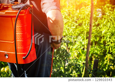 An elderly man, a summer resident, treats tomatoes at his dacha with a modern sprayer against late blight. Protection and treatment of plants at the dacha with chemicals. Copy space for text An elderly man, a summer resident, treats tomatoes at his dacha with a modern sprayer against late blight. Protection and treatment of plants at the dacha with chemicals. Copy space for text 129910343